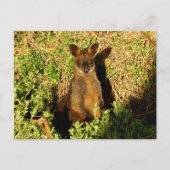 Little Wallaby Postkarte (Vorderseite)