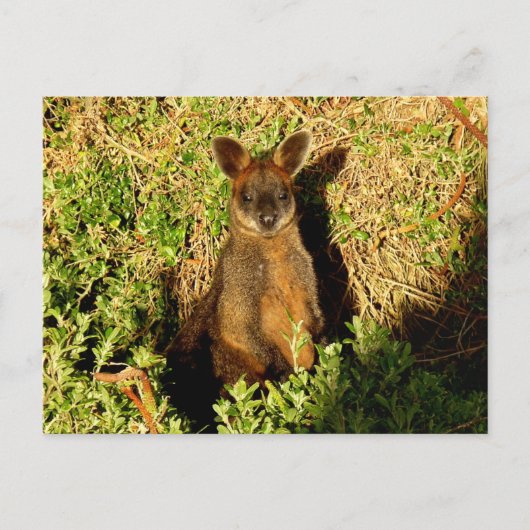 Little Wallaby Postkarte (Vorderseite)