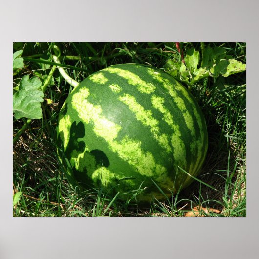 Little Watermelon Poster (Vorne)