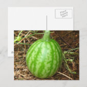 Little Watermelon Postkarte (Vorne/Hinten)