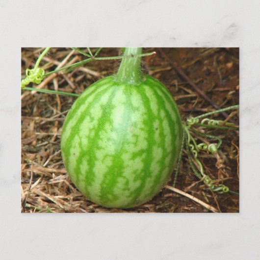 Little Watermelon Postkarte (Vorderseite)