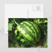 Little Watermelon Postkarte (Vorne/Hinten)