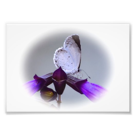 Little White Butterfly Fotodruck (Vorne)