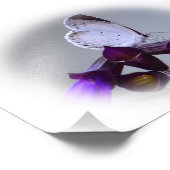 Little White Butterfly Fotodruck (Ecke)