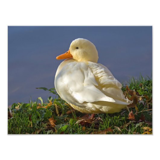 Little White Duck Fotodruck (Vorne)