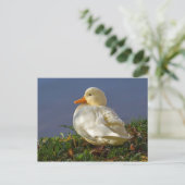 Little White Duck Postkarte (Stehend Vorderseite)