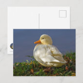 Little White Duck Postkarte (Vorne/Hinten)