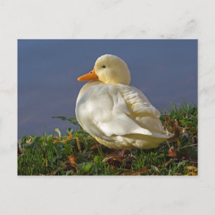 Little White Duck Postkarte