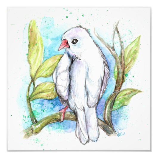 Little White Finch Fotodruck (Vorne)