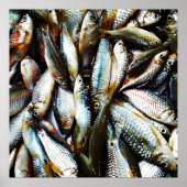 Little White Fish Poster (Vorne)