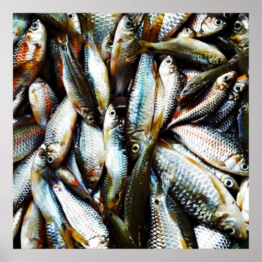 Little White Fish Poster (Vorne)