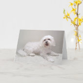 Little White Havanese Karte (Gelbe Blume)