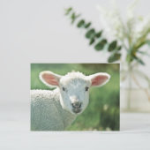 Little White Lamb Postkarte (Stehend Vorderseite)
