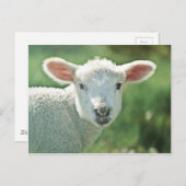 Little White Lamb Postkarte (Vorne/Hinten)