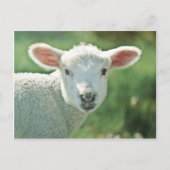 Little White Lamb Postkarte (Vorderseite)