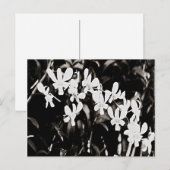 Little White Orchids Postkarte (Vorne/Hinten)