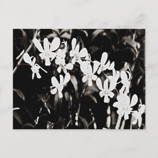 Little White Orchids Postkarte