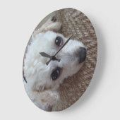 Little White Teacup Poodle Dog Große Wanduhr (Winkel)