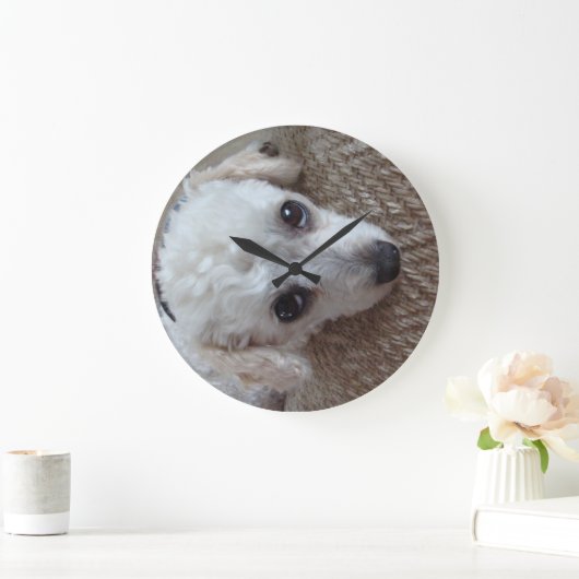 Little White Teacup Poodle Dog Große Wanduhr (Zuhause)