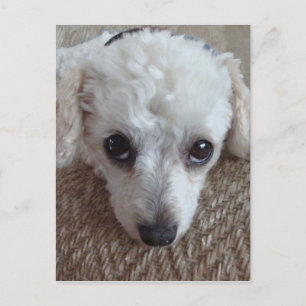 Little White Teacup Poodle Dog Postkarte