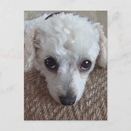Little White Teacup Poodle Dog Postkarte (Vorderseite)