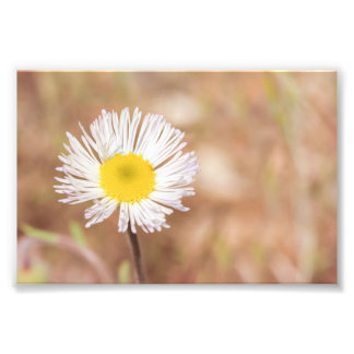 Little White Wild Daisy Blume mit gelbem Zentrum Fotodruck