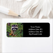 Little Woodland Wilderness Raccoon (Insitu)