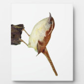 Little Wren Fotoplatte (Vorderseite)