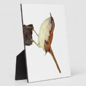 Little Wren Fotoplatte (Seite)