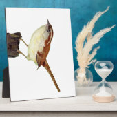 Little Wren Fotoplatte (Seite)