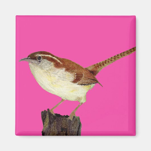 Little Wren Magnet (Vorne)