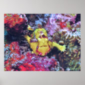 Little Yellow Frogfish Poster (Vorne)
