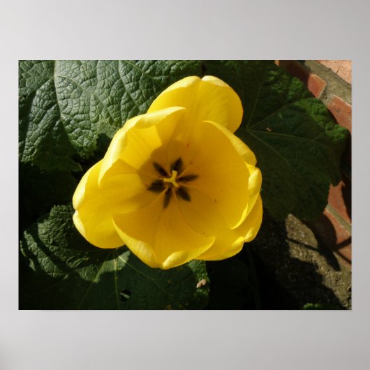 Little Yellow Tulip Print Poster (Vorne)
