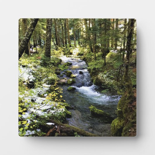 Little Zigzag River, Oregon Fotoplatte (Vorderseite)