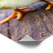 "Live and lass live" mit niedlichem gelben Küken v Poster (Ecke)