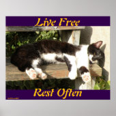 "Live Free", Smiler, cute, cat, gift Poster (Vorne)