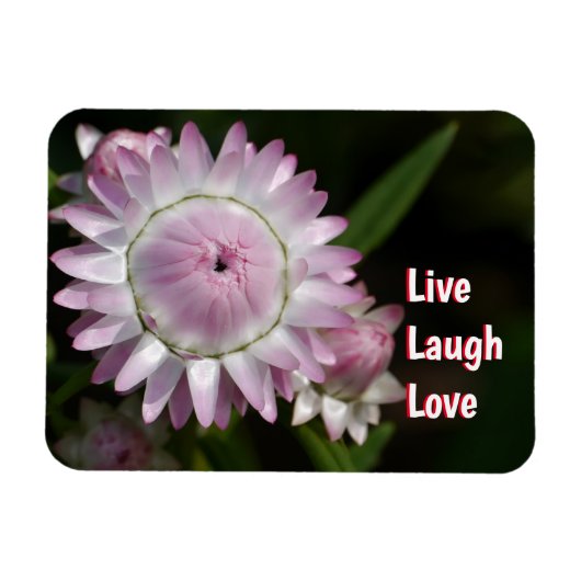 Live Lagh Liebe Daisy Magnet (Horizontal)