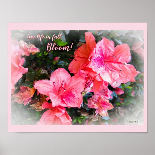Live Life in Full Blood Floral Azaleen Poster (Vorne)