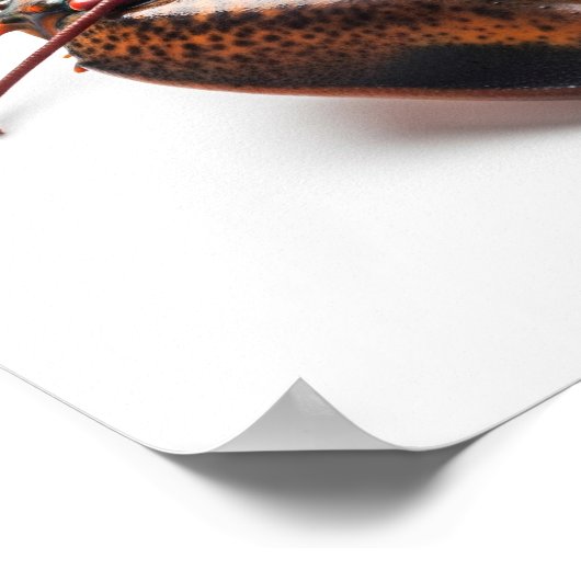 Live Lobster Poster (Ecke)