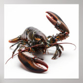Live Lobster Poster (Vorne)