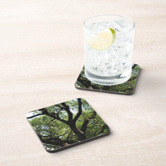 Live Oak in der im Stadtzentrum gelegenen Savanne Untersetzer (Rechte Seite)