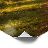 Live Oak Path | Landscape | Poster (Ecke)