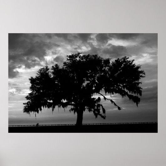 Live Oak Poster (Vorne)