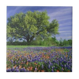 Live Oak & Texas Paintbrush und Texas Fliese