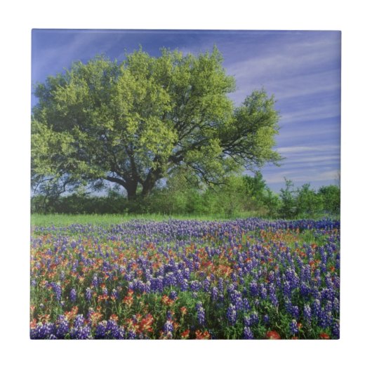 Live Oak & Texas Paintbrush und Texas Fliese (Vorderseite)