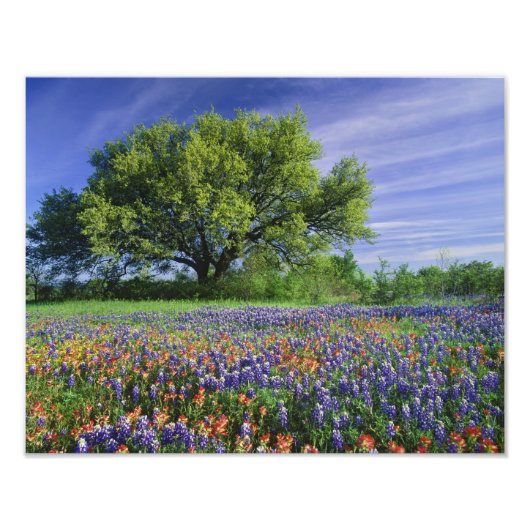 Live Oak & Texas Paintbrush und Texas Fotodruck (Vorne)