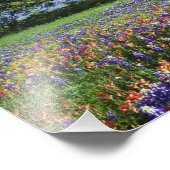 Live Oak & Texas Paintbrush und Texas Fotodruck (Ecke)