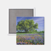 Live Oak & Texas Paintbrush und Texas Magnet (Vorderseite/Rückseite)
