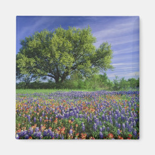 Live Oak & Texas Paintbrush und Texas Magnet