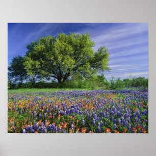 Live Oak & Texas Paintbrush und Texas Poster